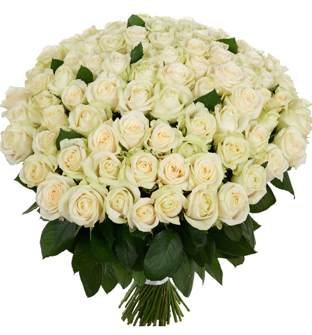 101 White Roses Signature Bouquet