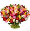 101 multicolored tulips