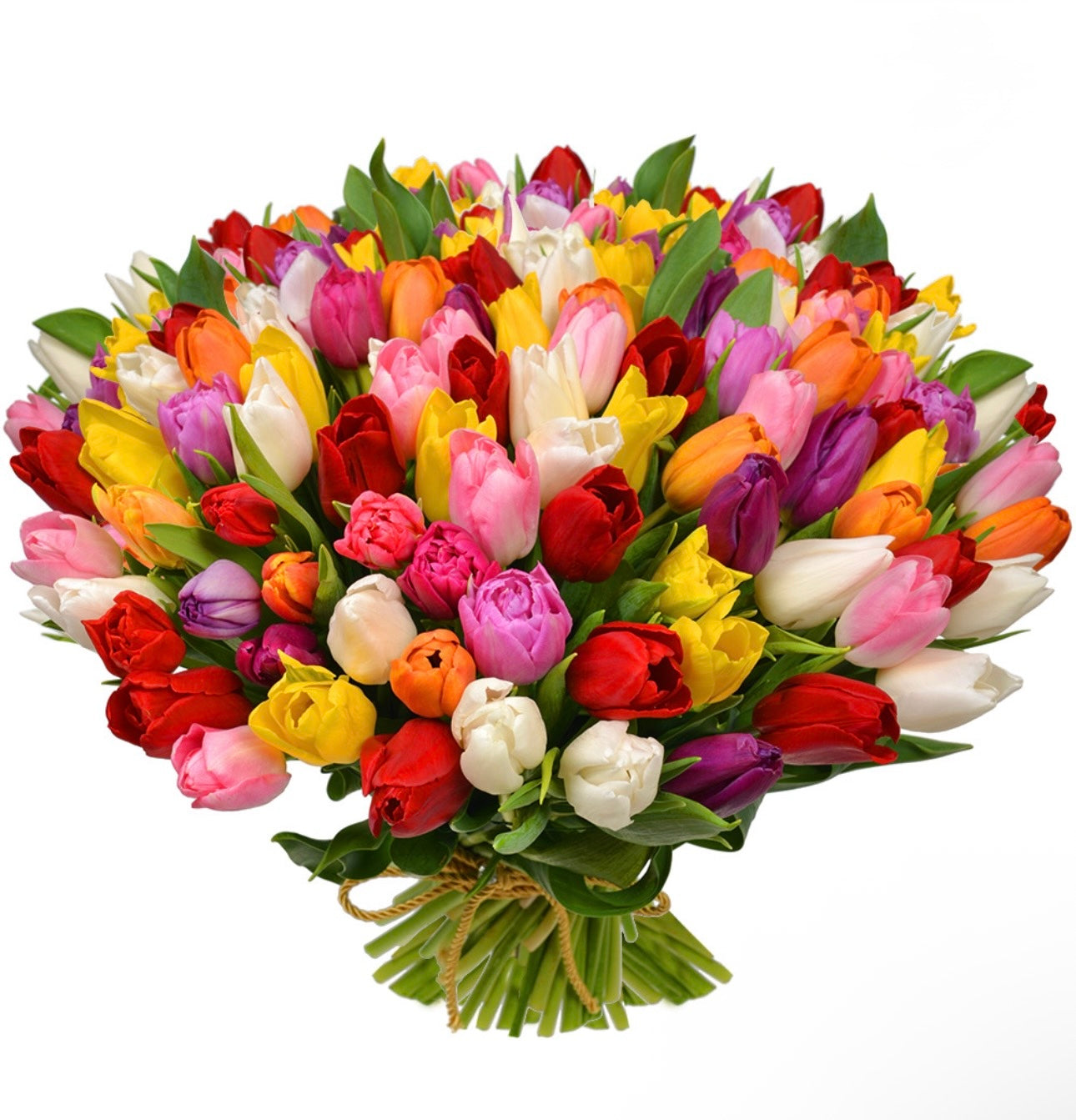 101 multicolored tulips
