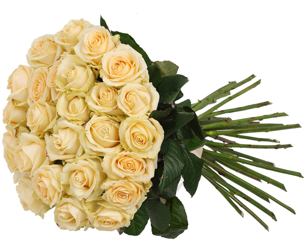 25 Cream Roses Bouquet