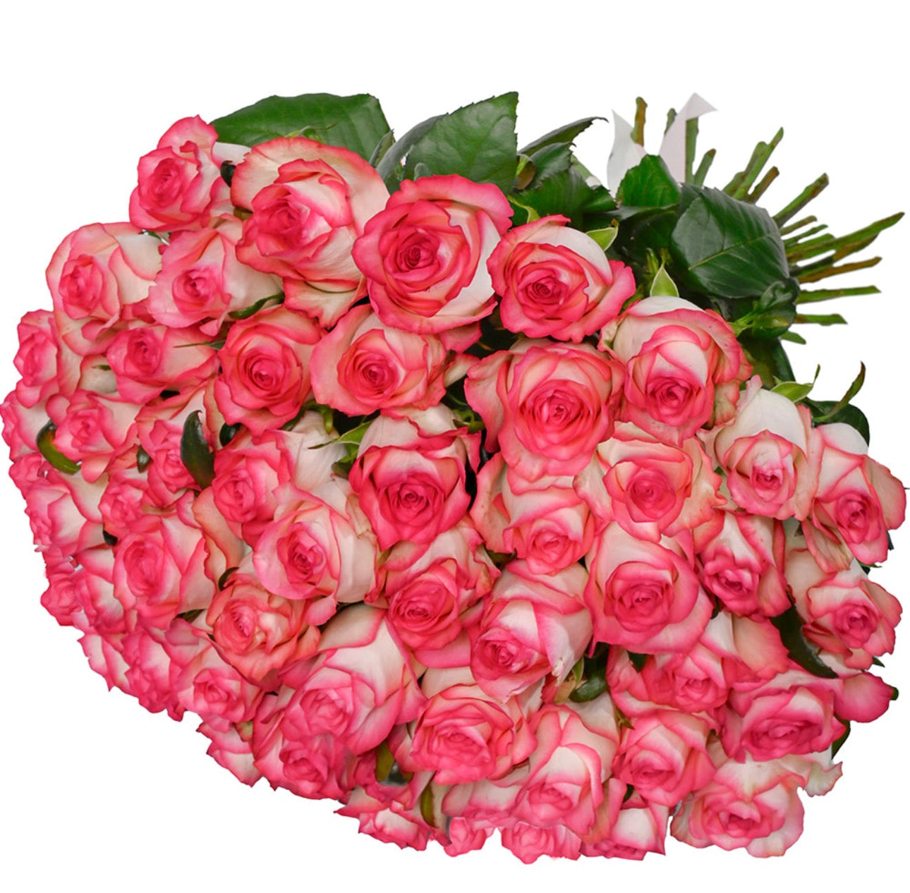 51 Jumilia Roses Bouquet