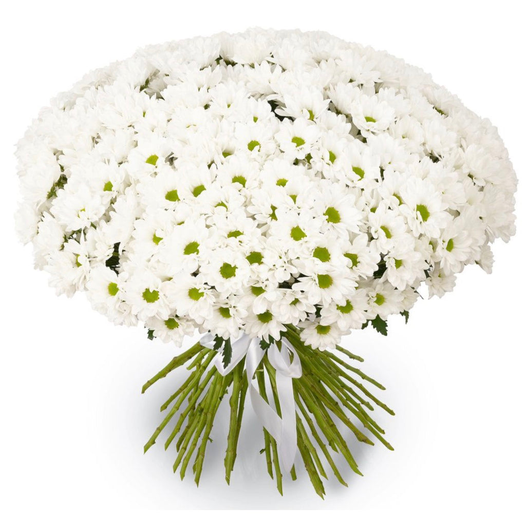 51 White Chamomile Chrysanthemums Bouquet