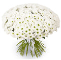 51 White Chamomile Chrysanthemums Bouquet