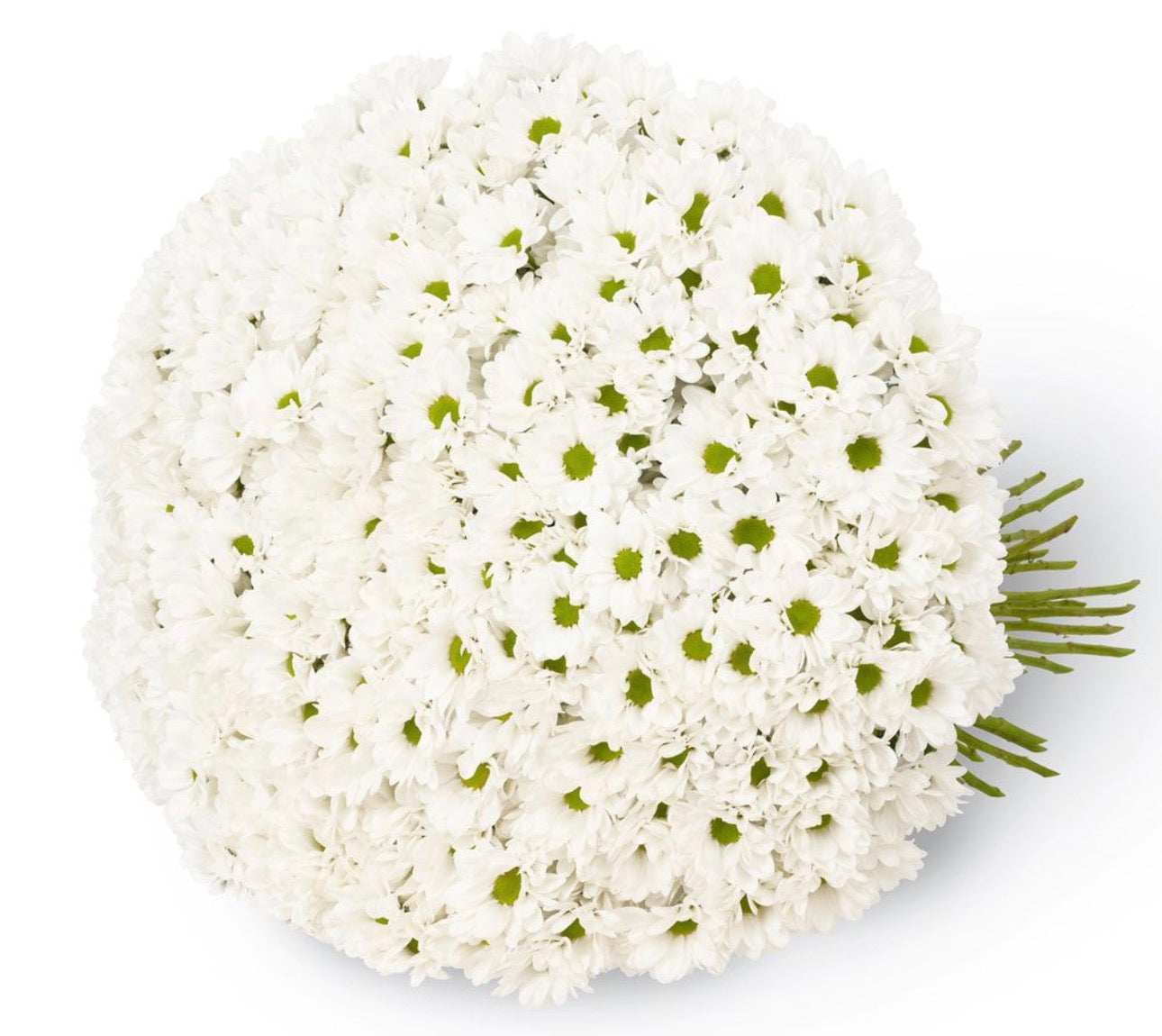 51 White Chamomile Chrysanthemums Bouquet