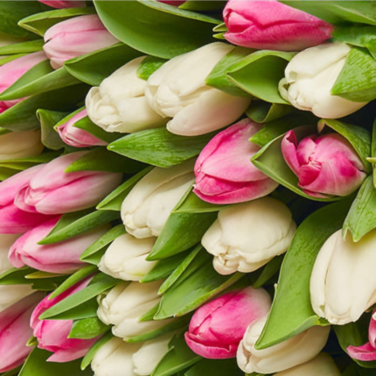 51 White and Pink Tulips Bouquet