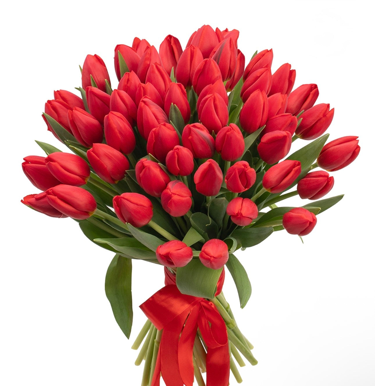 51 red tulips