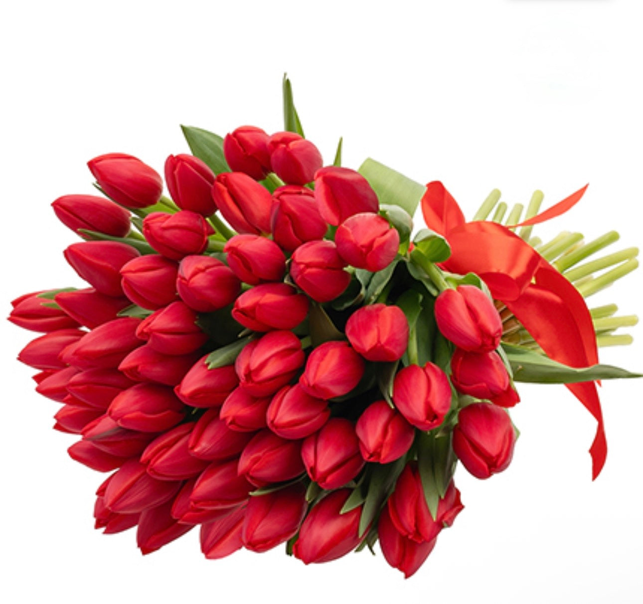 51 red tulips