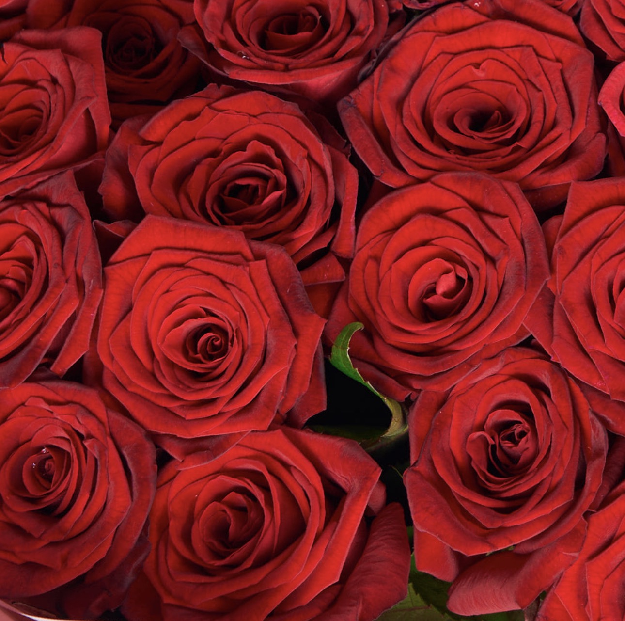 75 Red Roses Bouquet